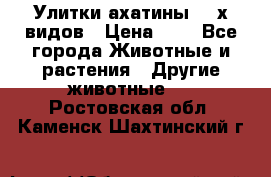 Улитки ахатины  2-х видов › Цена ­ 0 - Все города Животные и растения » Другие животные   . Ростовская обл.,Каменск-Шахтинский г.